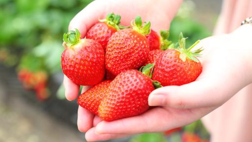 <Web割対象商品>【キングツアーバス旅】笠森観音といちご食べ比べ食べ放題♪海鮮ランチ〔京王八王子発〕3